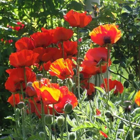 Apartment Hof-solgaard *